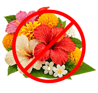 Fresh flowers and plant products